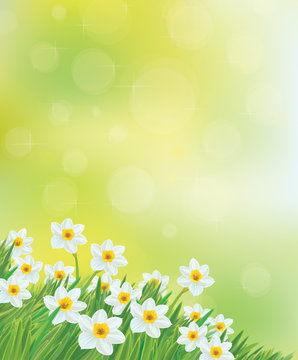 Vector daffodil flowers background.
