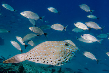 Harlequin filefish