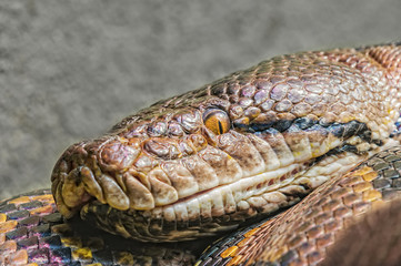 reticulated python