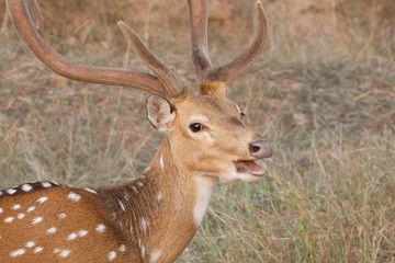 Male spotted deer with mouth open