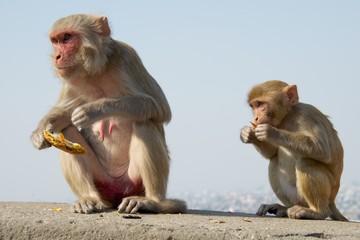 Naklejka premium Mother and baby rhesus macaque