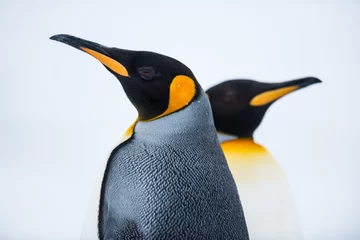 Foto auf Acrylglas Antarktis Königspinguin-Paar verliebt