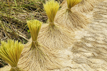 Rice Field