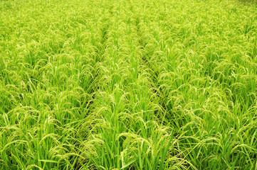 Rice Field