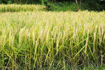 Rice Field