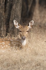 Spotted deer with half-closed eyes