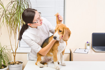 Veterinary examines the dog's ears of breed beagle