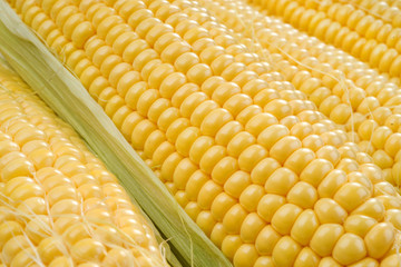 Corn cobs whit green leaves