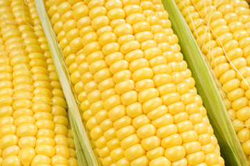Corn cobs whit green leaves