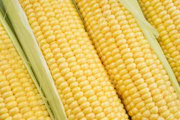 Corn cobs whit green leaves