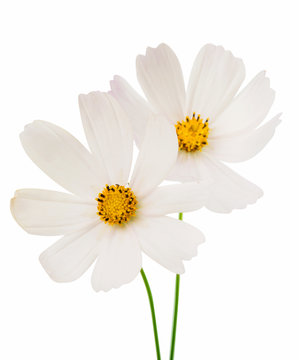 white cosmos flower isolated