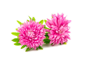 aster flower isolated