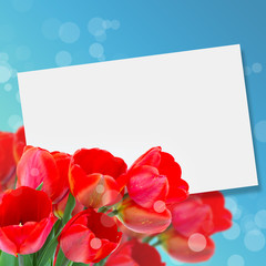 Postcard with fresh flowers tulips  and empty  place for your te