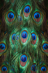 Obraz premium Kolorowe pawie pióra