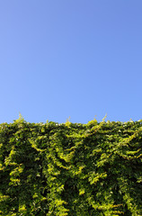 fence from the bushes