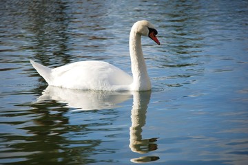 Obraz premium Cisne en el agua