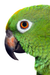 Amazon Parrot