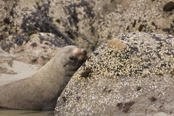 New Zeland seal - relaks time © Rochu_2008