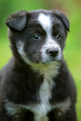 Small black and white puppy on the green grass