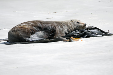 New Zeland seal