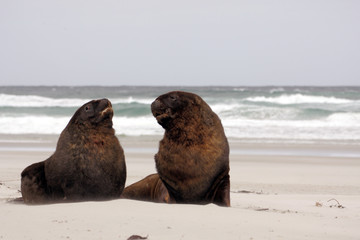 New Zeland sea lions - obrazy, fototapety, plakaty