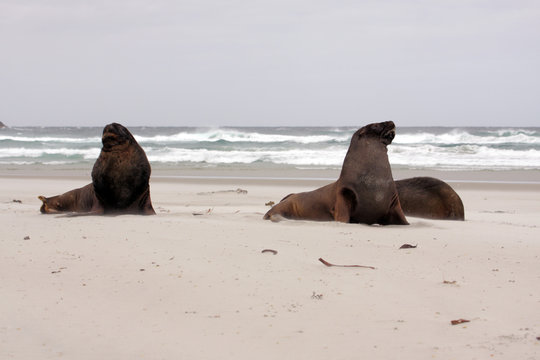 sea lions on the beach
