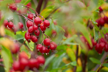 Red winter berries