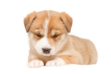 Little cute beige puppy on white background