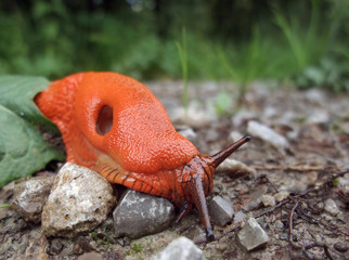 red slug on the ground
