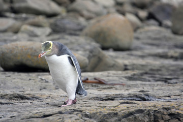 Yellow eyed penguin © Rochu_2008