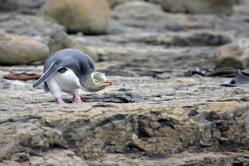 Yellow eyed penguin © Rochu_2008
