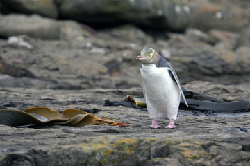 Yellow eyed penguin © Rochu_2008