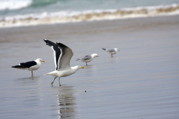 Fototapeta na wymiar sea gull
