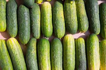 Cucumbers in a row at the market place