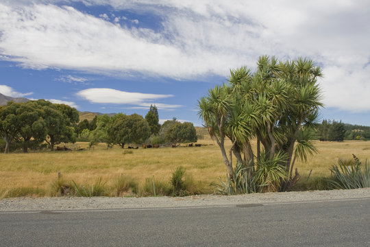 New Zeland