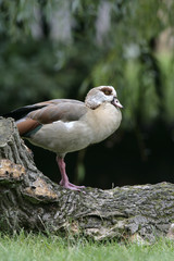 Egyptian goose, Alopochen aegyptiacus