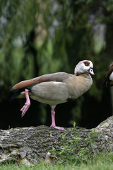 Egyptian goose, Alopochen aegyptiacus