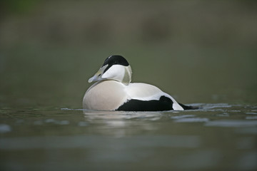 Eider duck; Somateria mollissima
