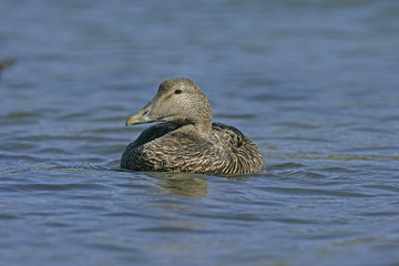 Eider duck; Somateria mollissima