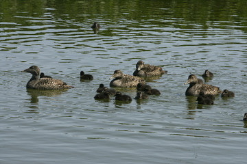 Eider duck, Somateria mollissima