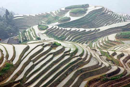 Longji rice terraces, Guangxi province, China