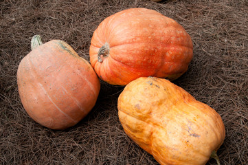 3 Calabazas sobre paja