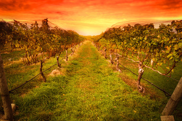 Grape vine at vineyard under idyllic sunset