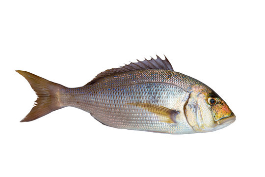 Dentex Dentex fish sparidae from Mediterranean sea