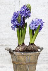 Hyacinth flowers in wooden pot, copy space