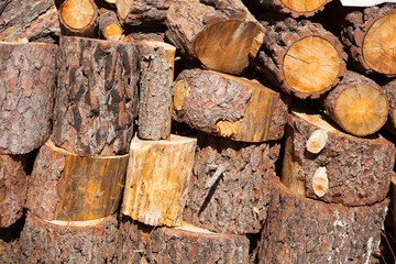 firewood of pine tree stacked in a row