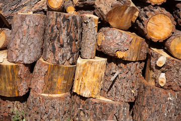 firewood of pine tree stacked in a row