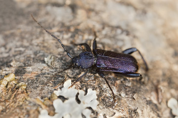 Violet tanbark beetle, Callidium violaceum