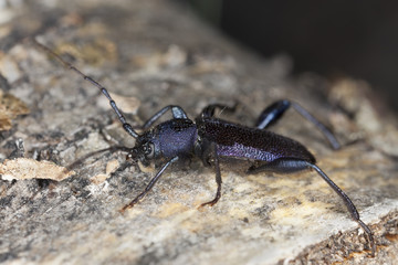 Violet tanbark beetle, Callidium violaceum