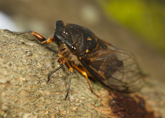 cicada